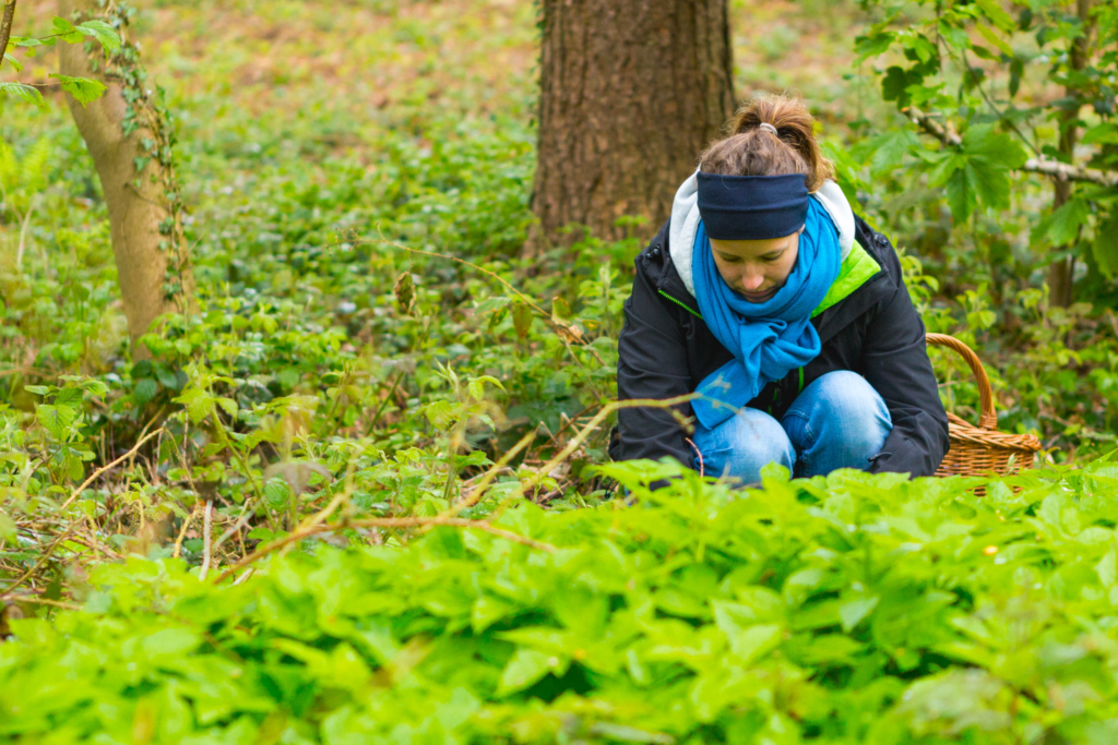 Balades De D Couverte Des Plantes Comestibles