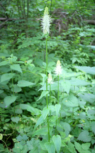 Cuisine sauvage comestible