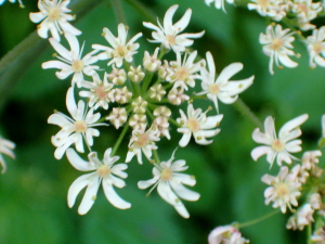 Fleurs de berce commune Heracleum sphondylium