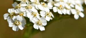 Fleur d'achillée millefeuille comestible