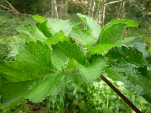 Feuille de berce commune Heracleum sphondylium