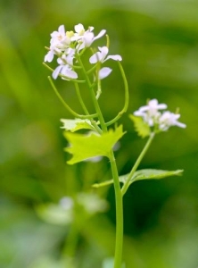 Alliaire officinale comestible Alliaria petiolata