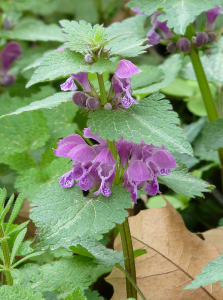 Fleurs - B.Bui - TelaBotanica - CC BY SA