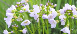 FLEURS - Photoflora - TelaBotanica - CC BY SA
