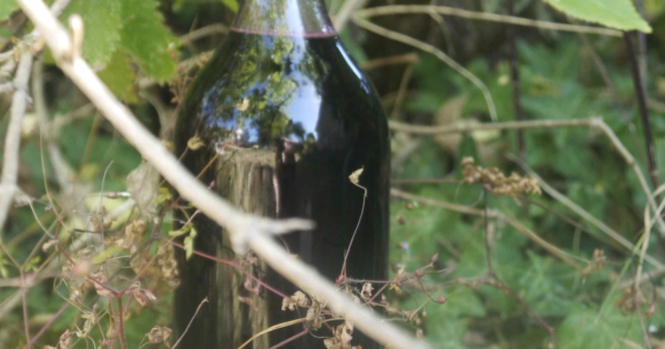 Sirop De Sureau Noir Cuisine Sauvage Asbl