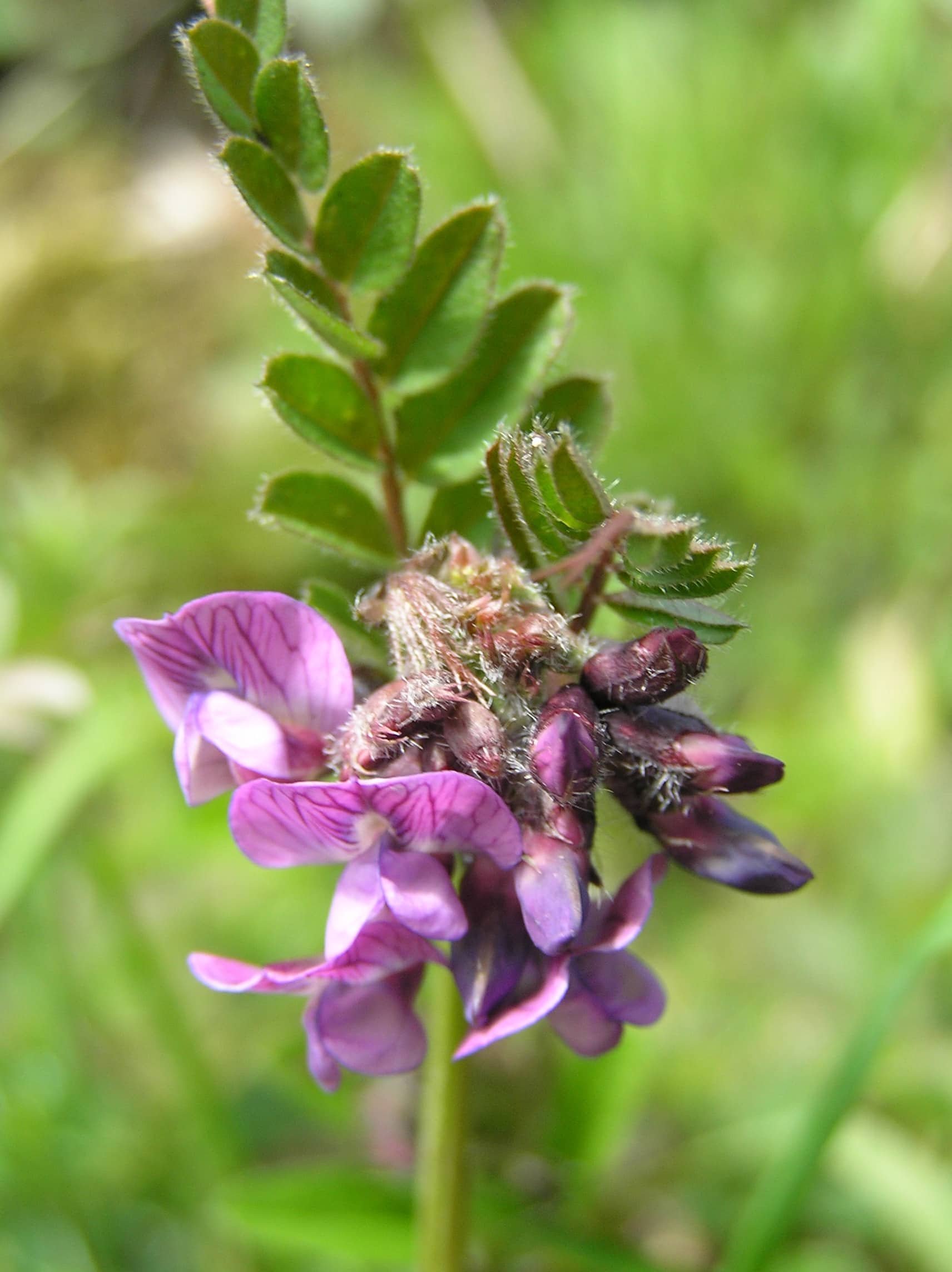 FLEURS_Andrine Faure [CC BY-SA 2.0 FR], via Tela Botanica - Cuisine ...